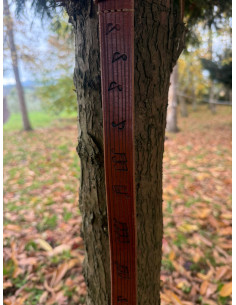 Cinturones troquelados con diseño 2